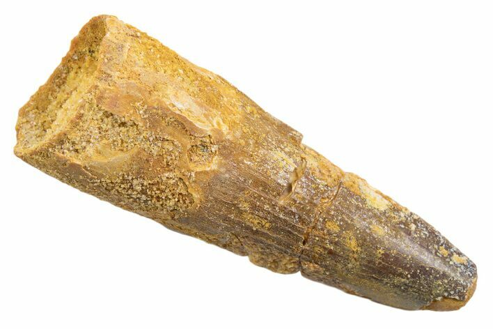 Fossil Spinosaurus Tooth - Real Dinosaur Tooth #345580